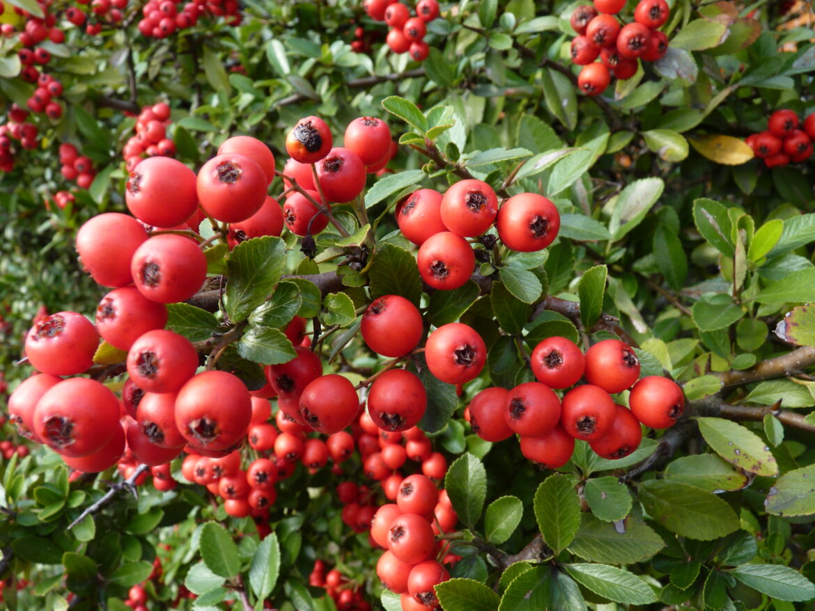 Quand planter des pyracanthas ?