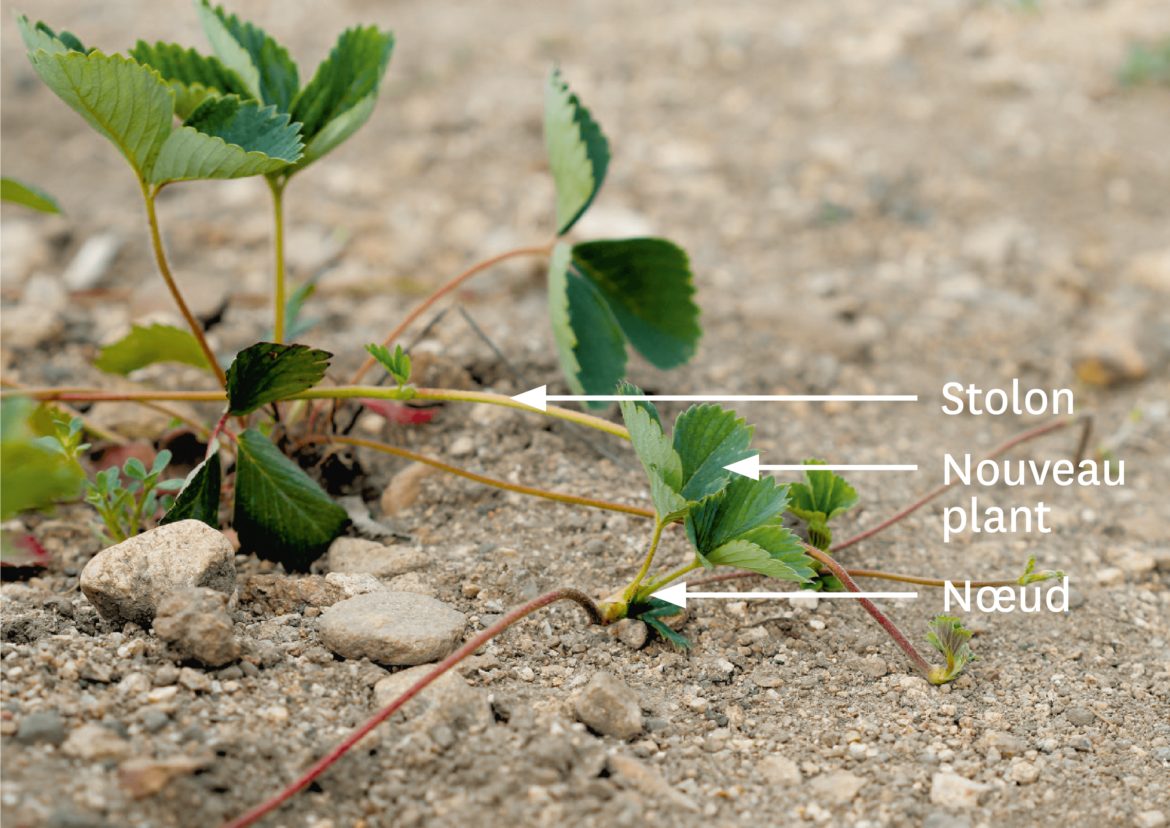 Quand planter des stolons de fraisiers ?