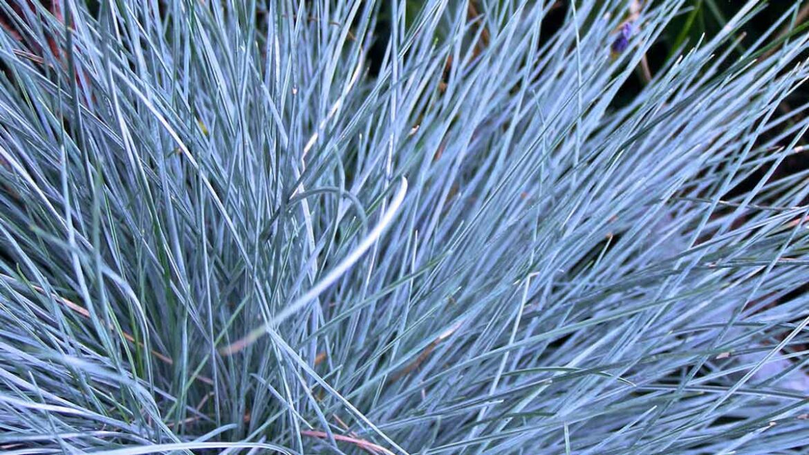 Quand planter la fétuque bleue ?