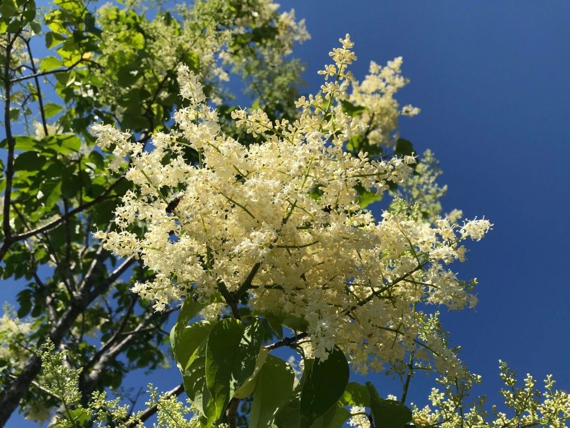 Quand planter le lilas en pleine terre ?