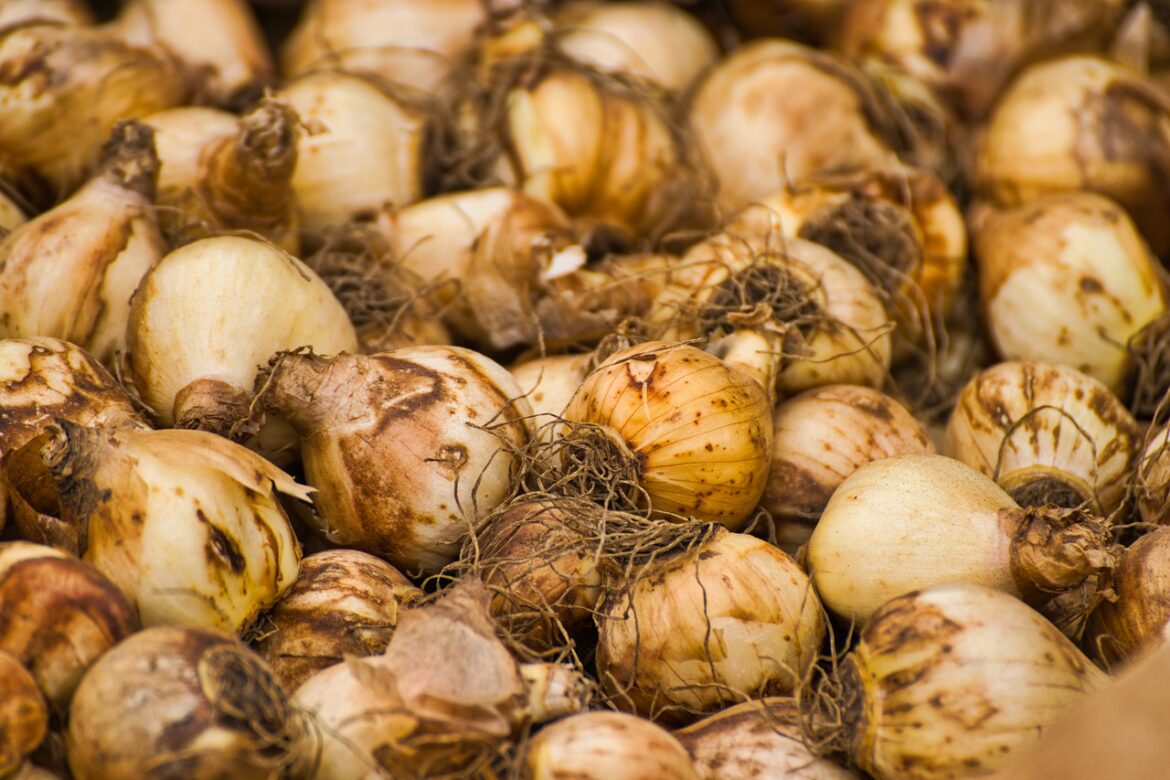 Quand planter les bulbes ?