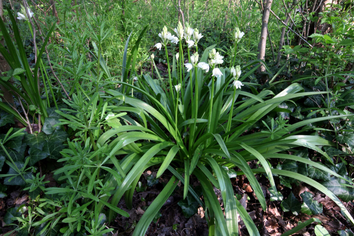 Quand planter les bulbes de jacinthe des bois ?
