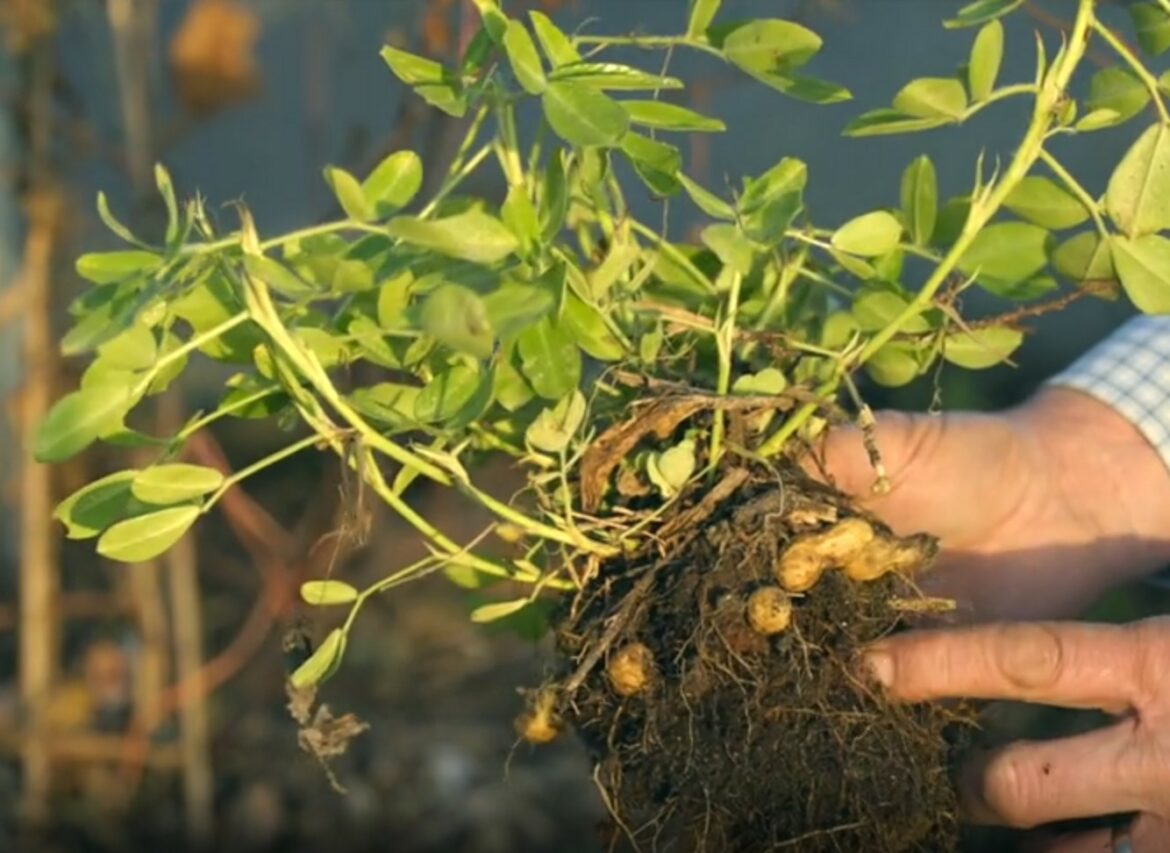 Quand planter les cacahuètes en pleine terre ?