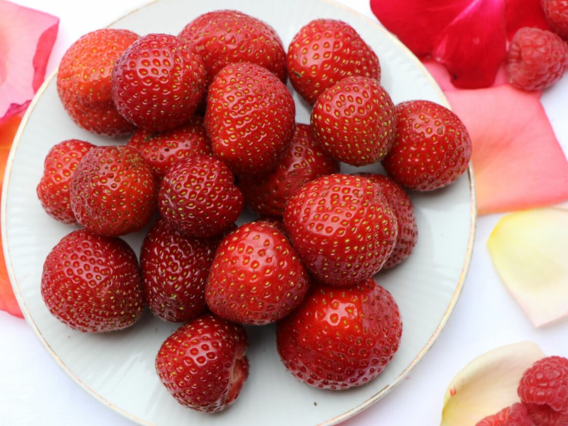 Quand planter les fraisiers en 2022 ?