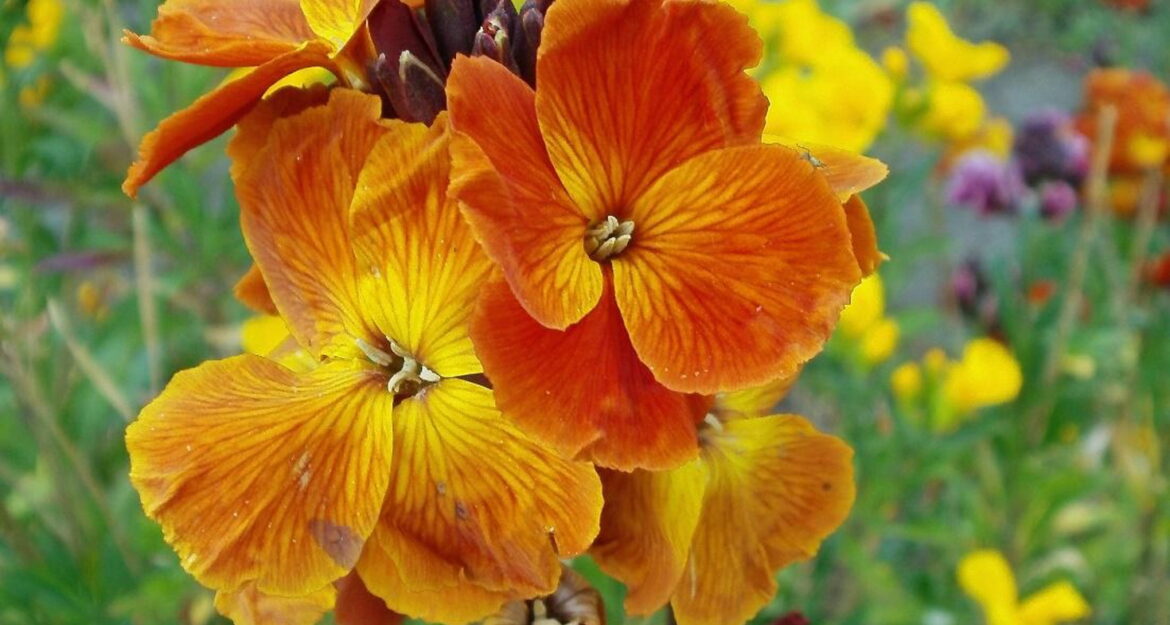 Quand planter les giroflées en pleine terre ?