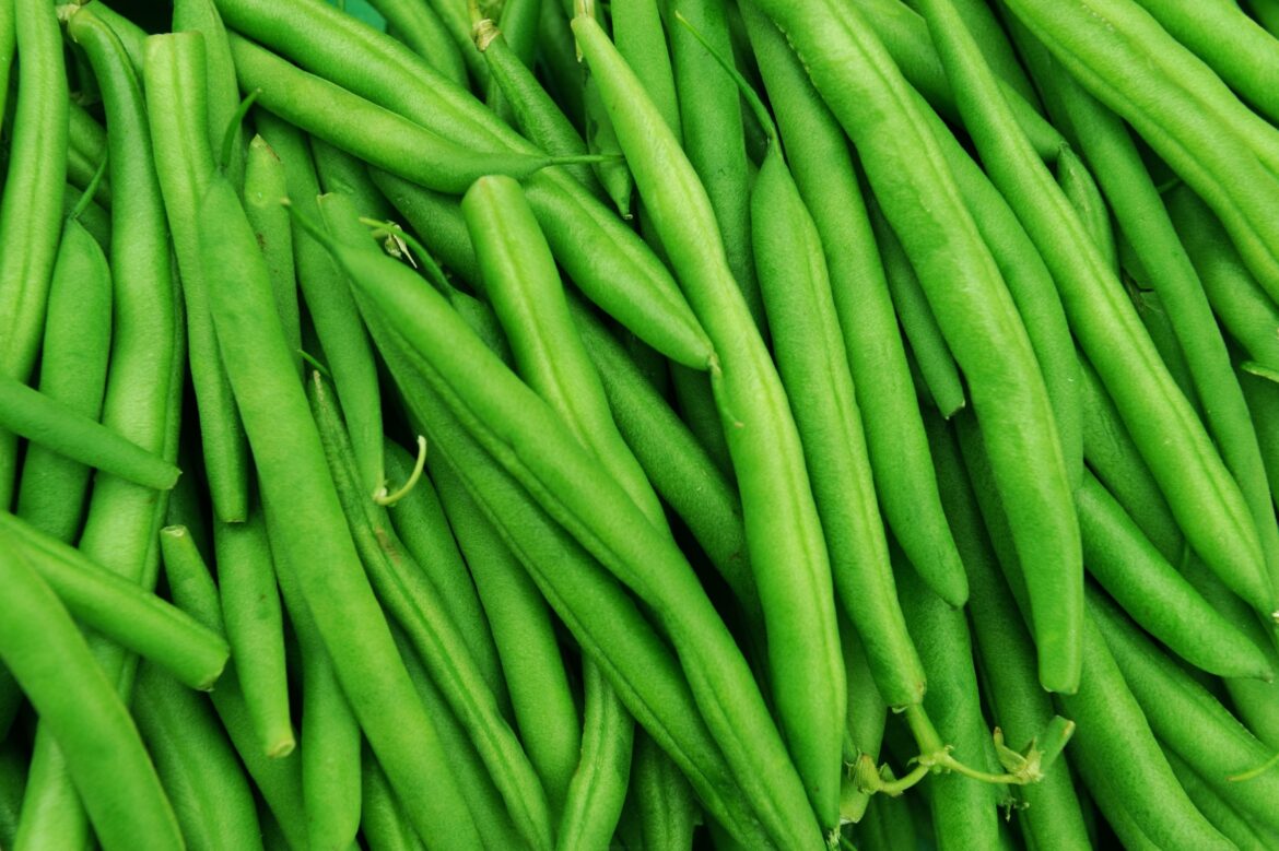 Quand planter les haricots verts en pleine terre ?