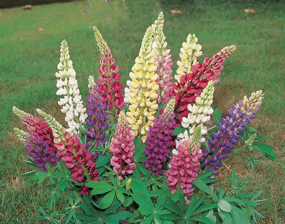 Quand planter les lupins en pleine terre ?