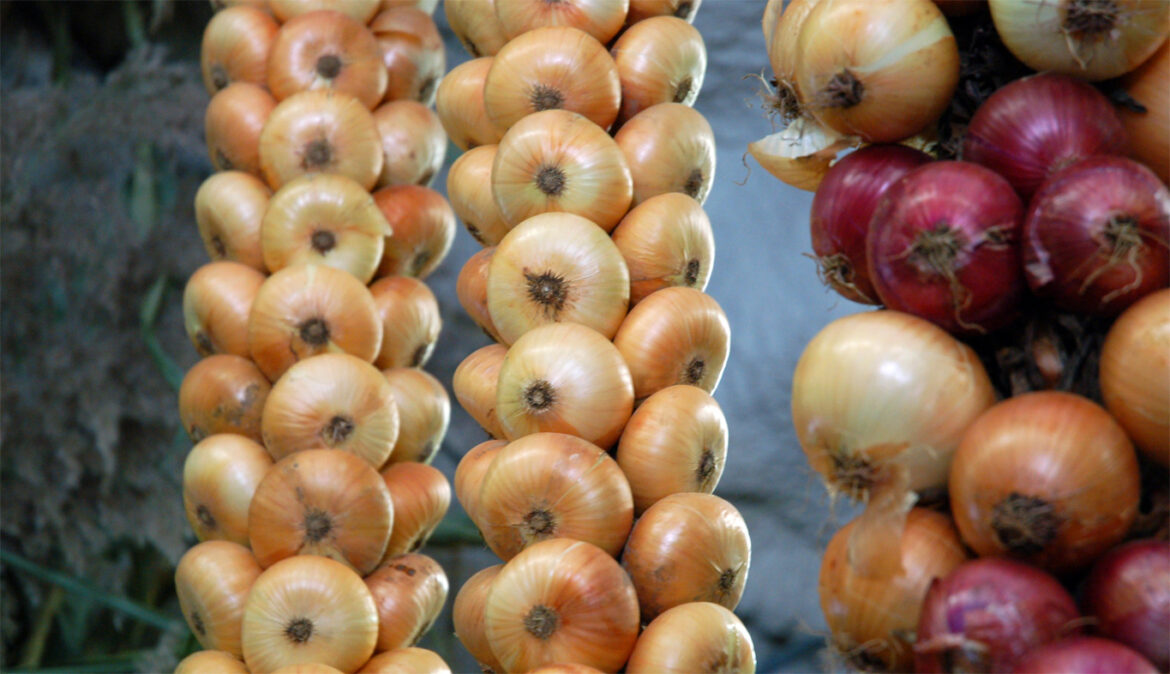 Quand planter les oignons en 2022 avec la Lune ?