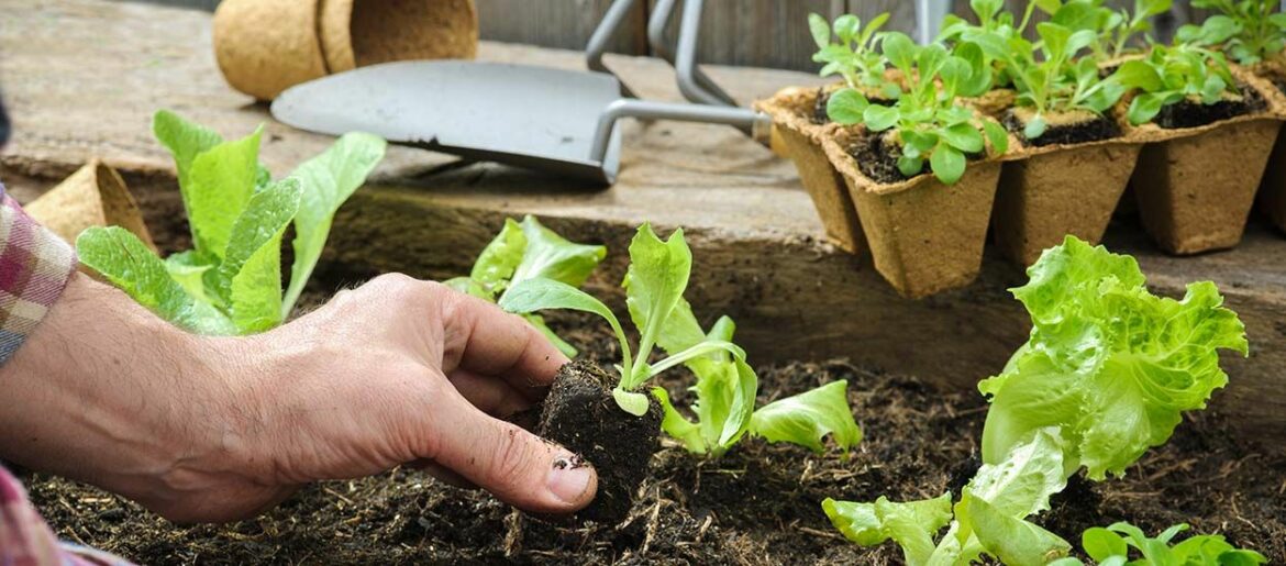 Quand planter les pommes de terre en 2022 ?