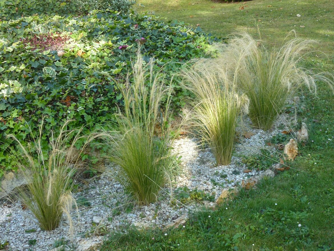 Quand planter les stipa cheveux d'ange ?