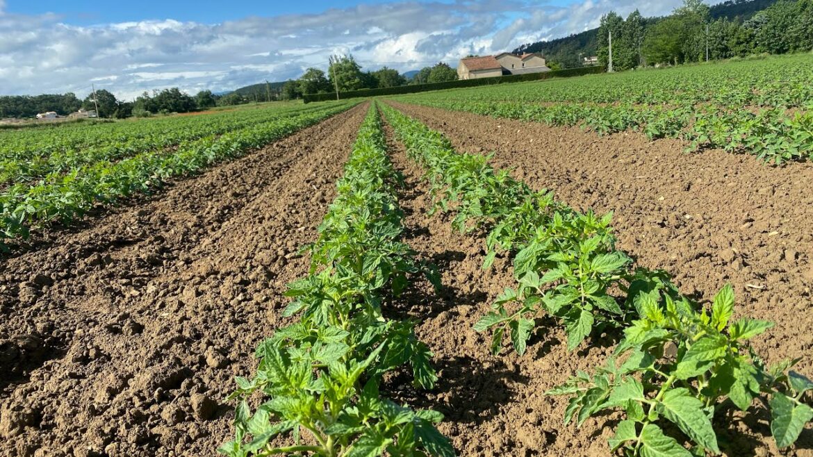 Quand planter les tomates avec la lune en avril 2022 ?