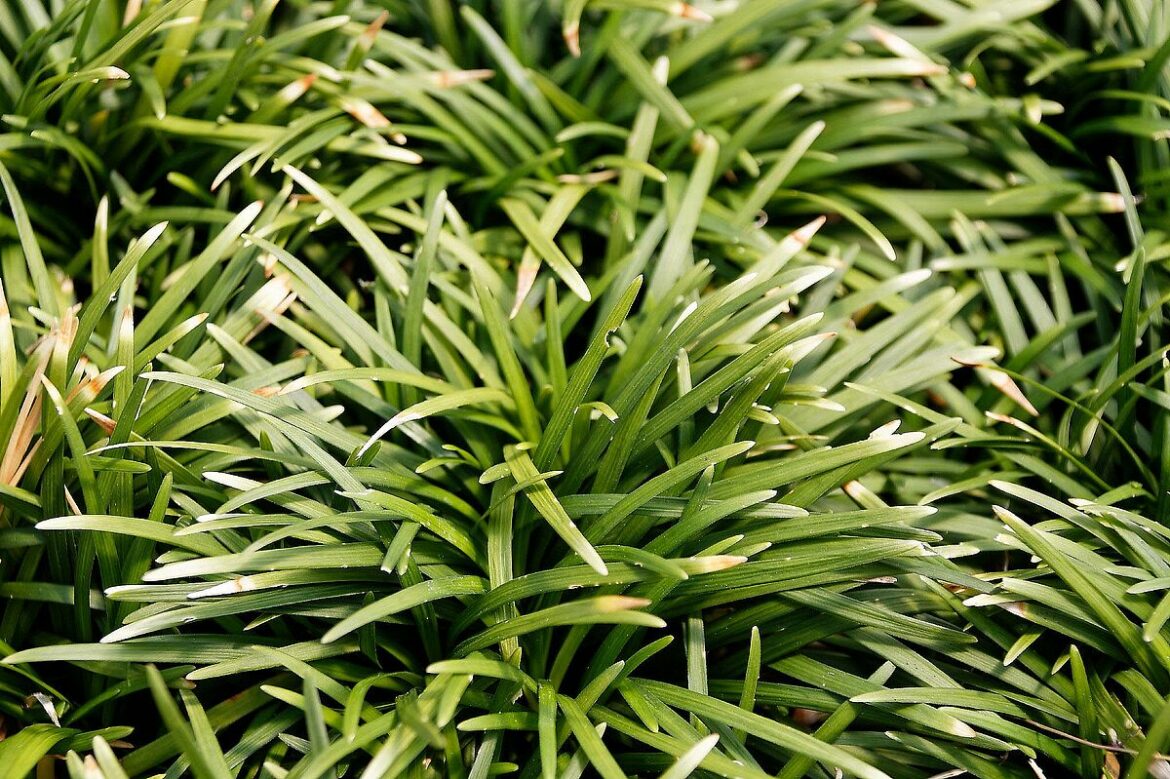 Quand planter ophiopogon noir ?