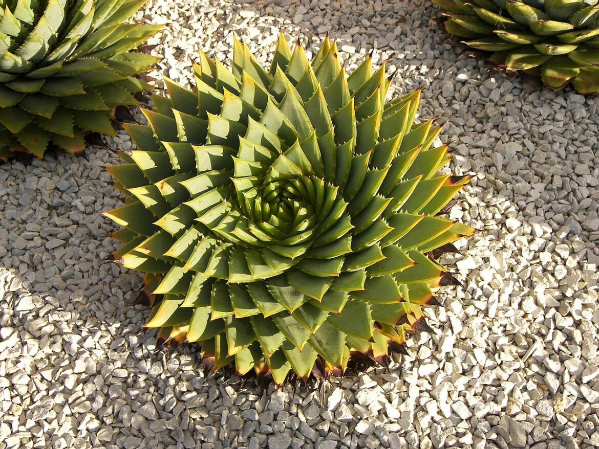 Quand planter plantes grasses extérieur ?