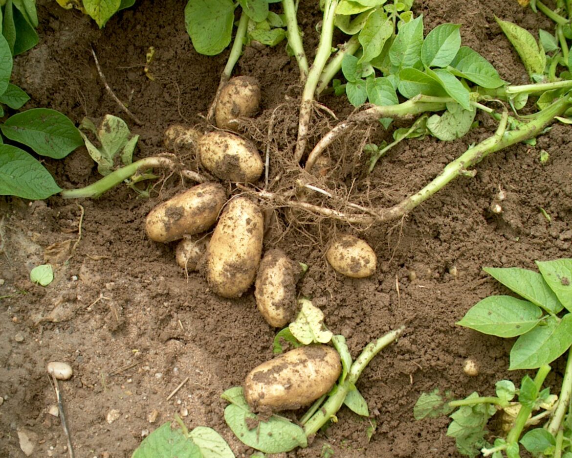 Quand planter pommes de terre en mai 2022 ?