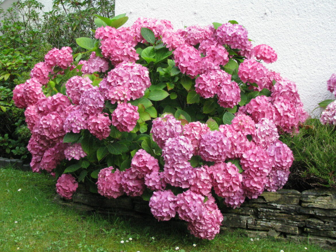 Quand planter un Hydrangea macrophylla ?