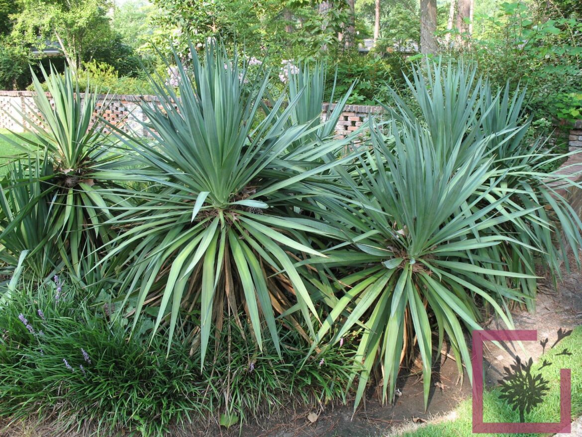 Quand planter un Yucca gloriosa ?