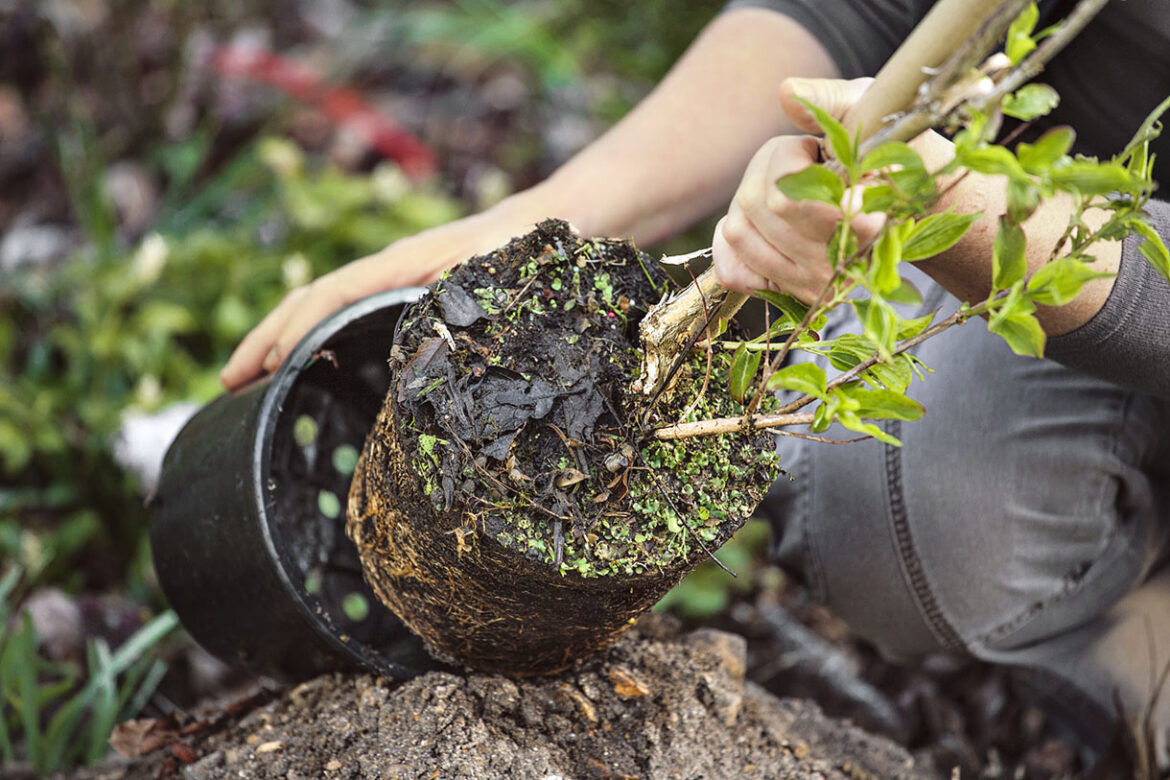 Quand planter un désespoir du singe ?