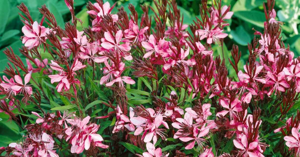 Quand planter un gaura en pleine terre ?