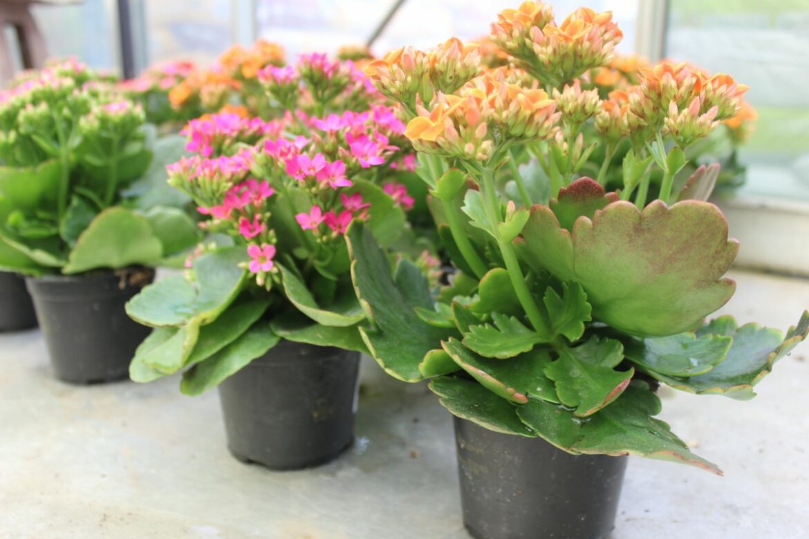 Quand planter un kalanchoe en pleine terre ?