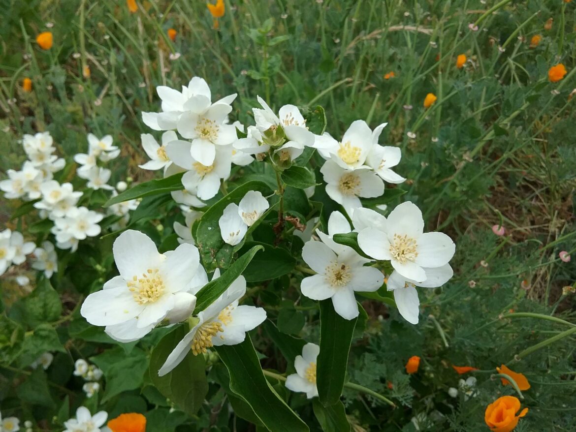 Quand planter un seringue ?