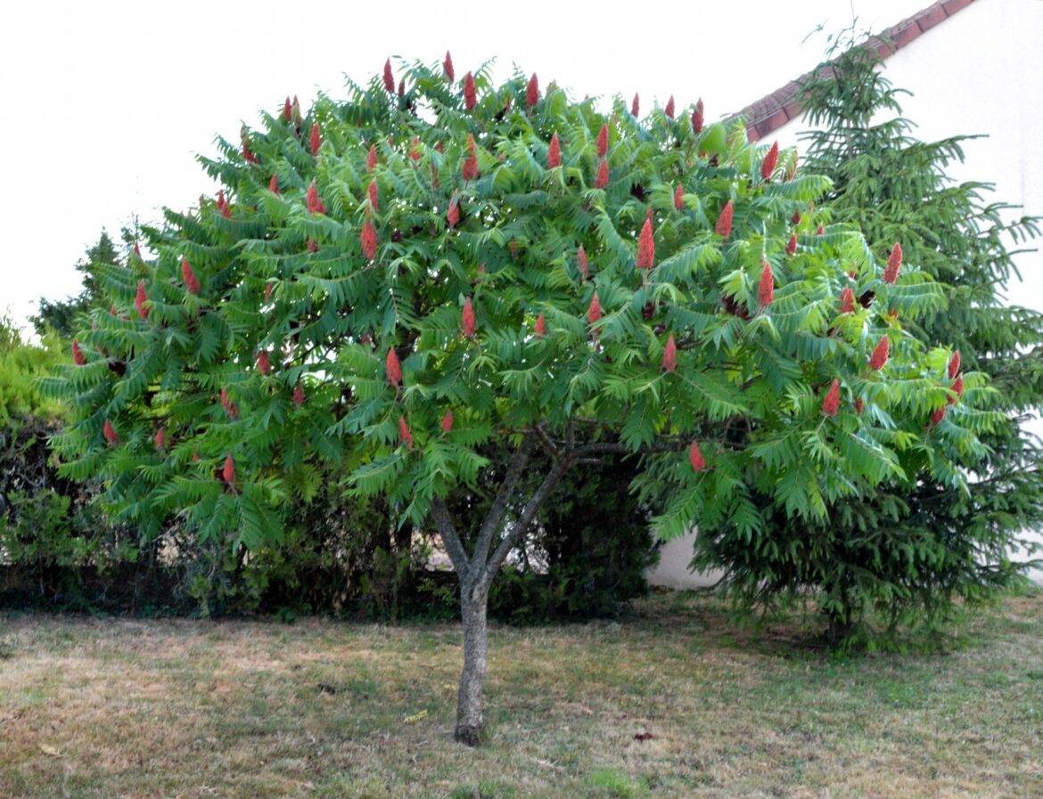 Quand planter un sumac de Virginie ?