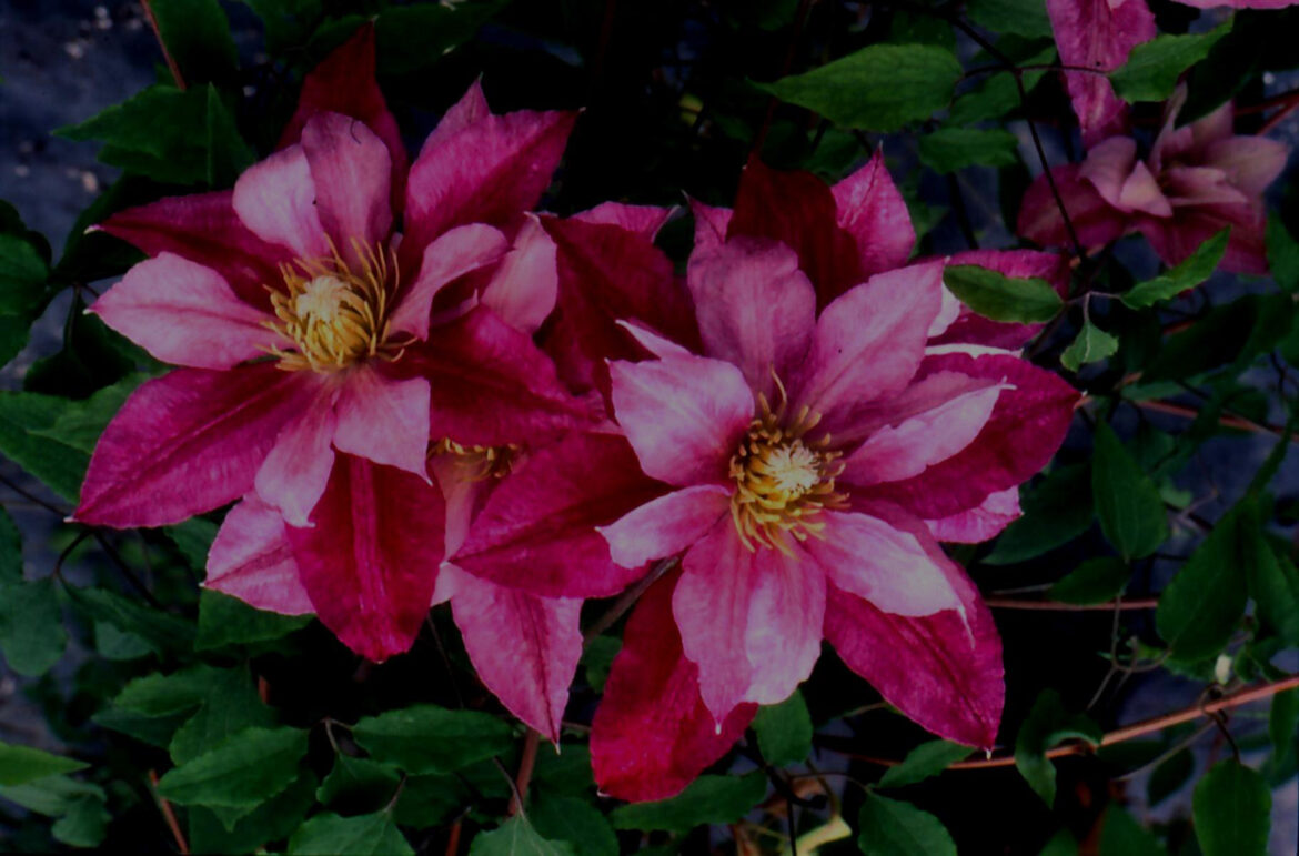Quand planter une clématite dans le jardin ?
