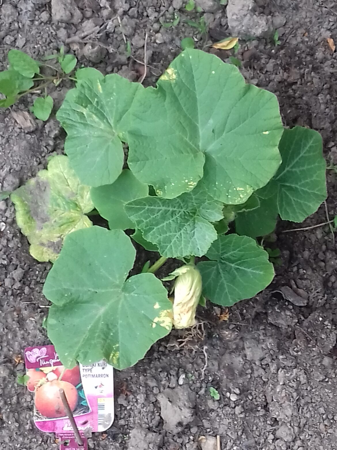 Quand pousse le potiron ?