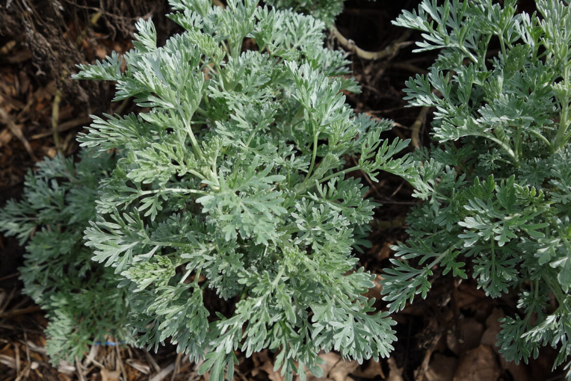 Quand prendre de l'armoise ?