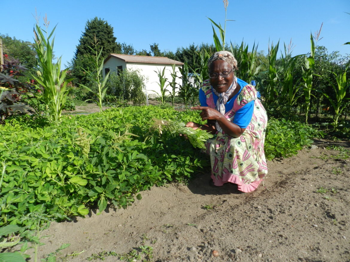 Quand ramasser les cacahuètes ?