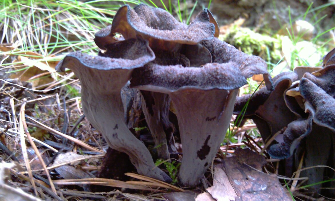 Quand ramasser les trompettes de mort ?