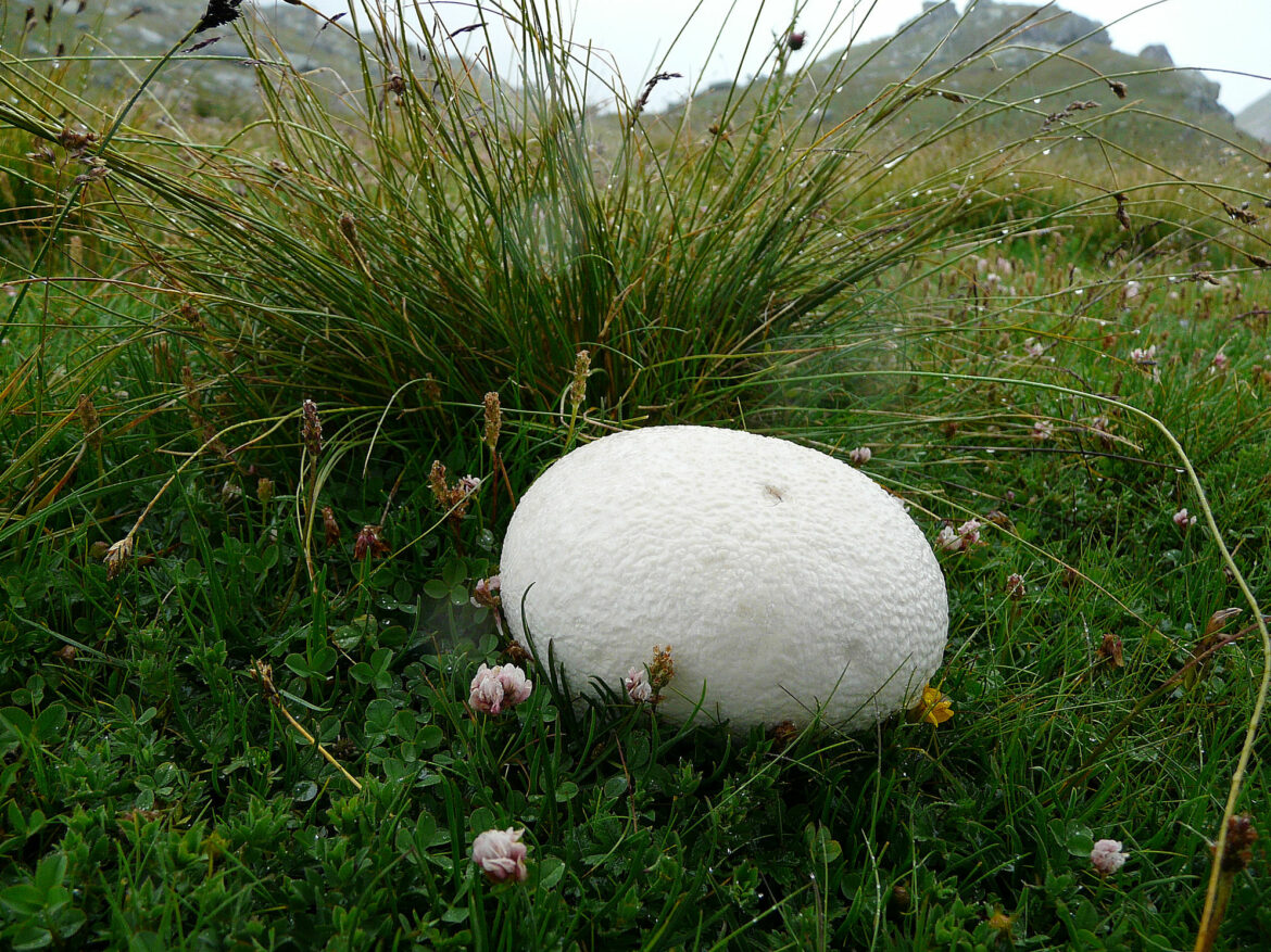 Quand ramasser les vesse-de-loup ?