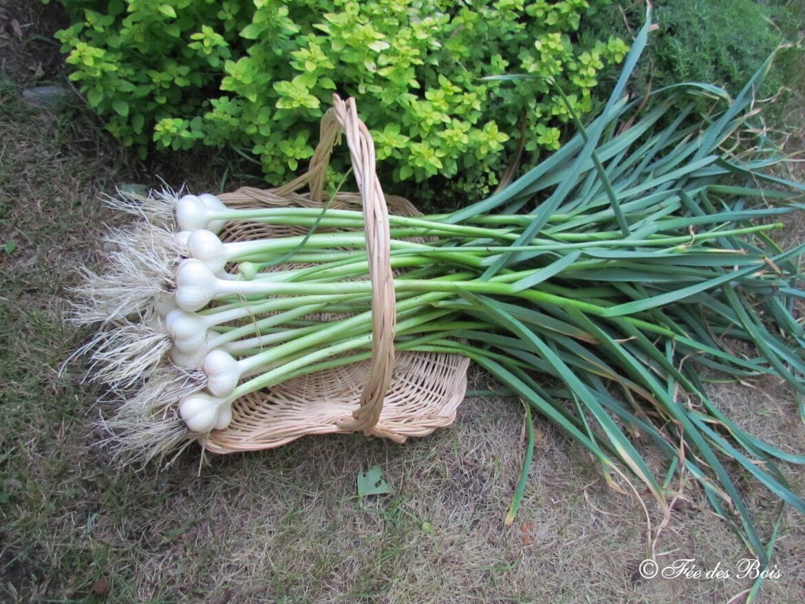 Quand récolter l'ail planter en mars ?