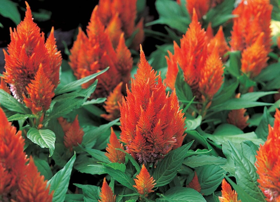 Quand rempoter un Celosia ?