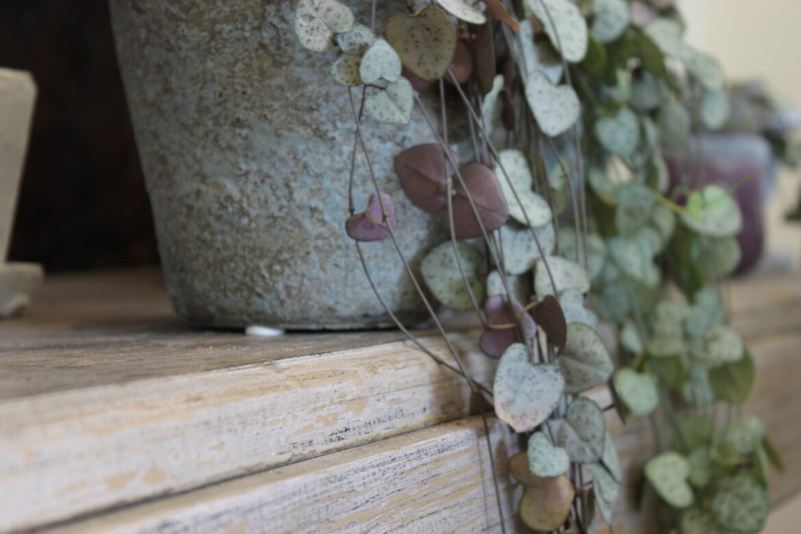 Quand rempoter un ceropegia ?