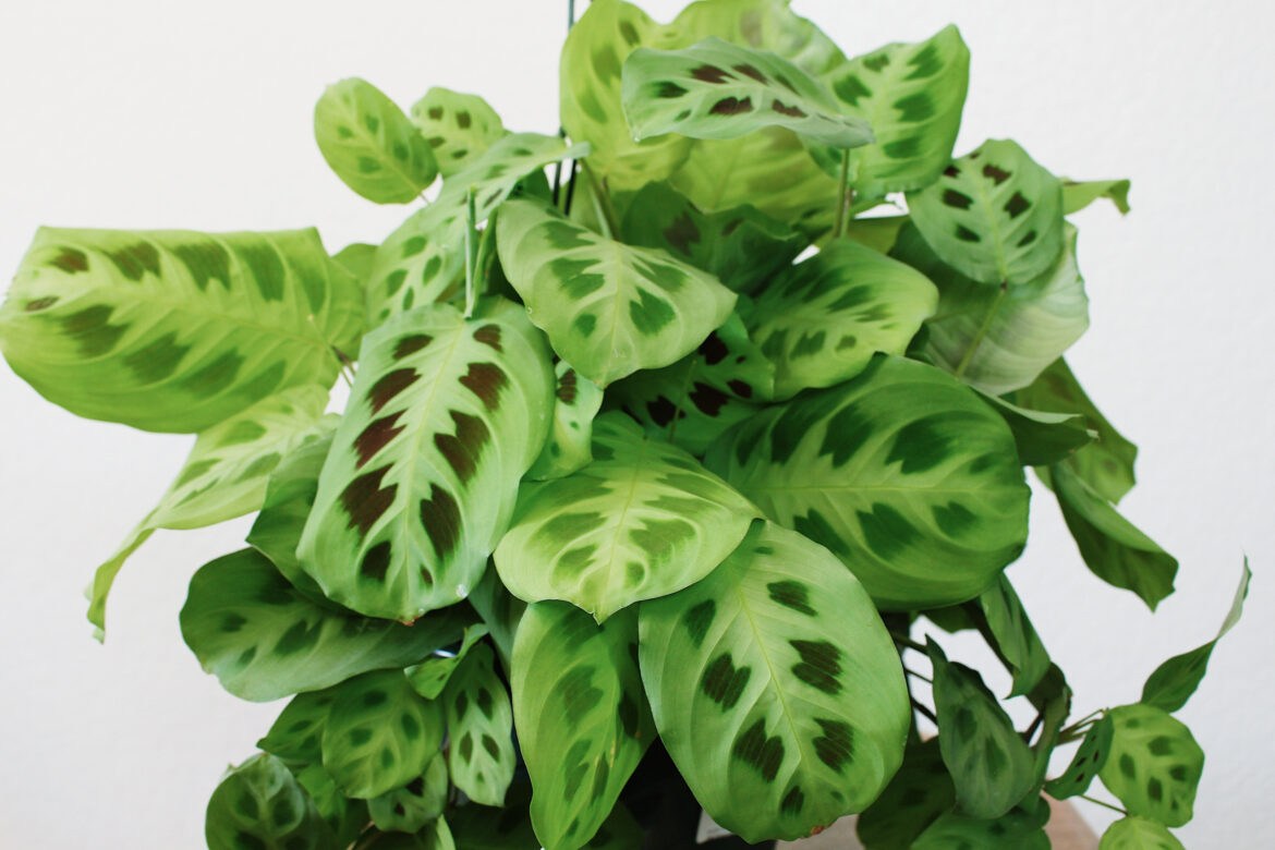 Quand rempoter une Maranta ?