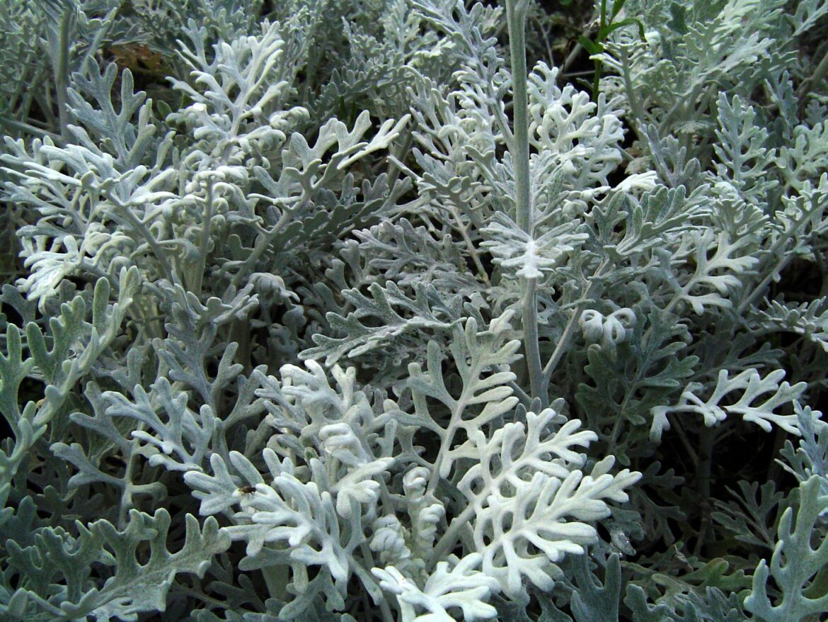 Quand repiquer de la corbeille d'argent ?