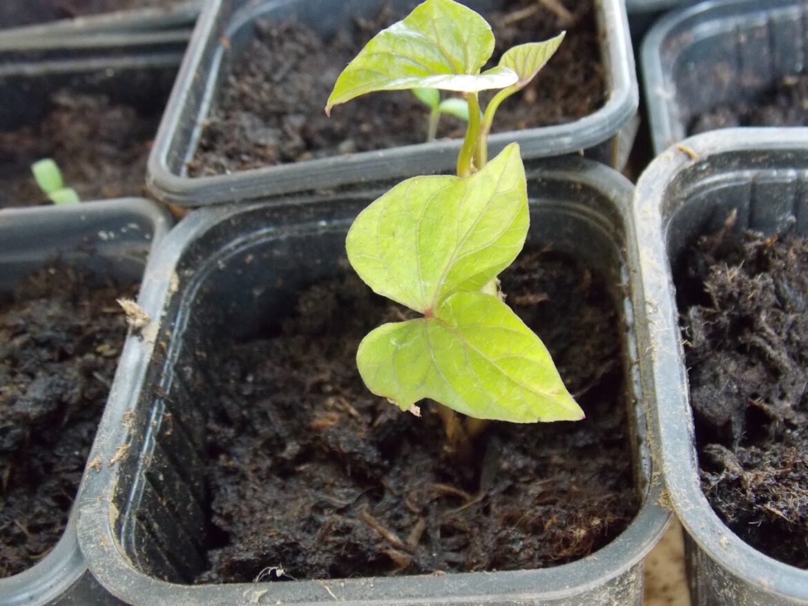 Quand repiquer les boutures de patates douces ?