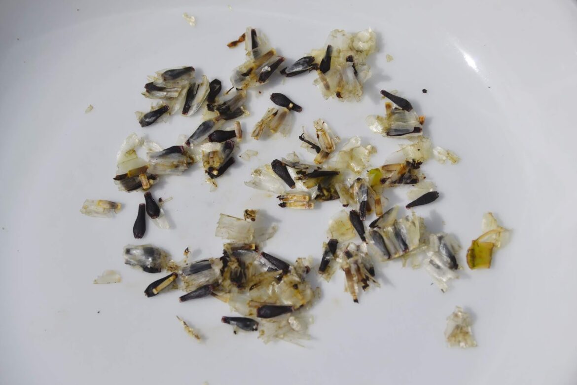 Quand semer graines dahlia ?