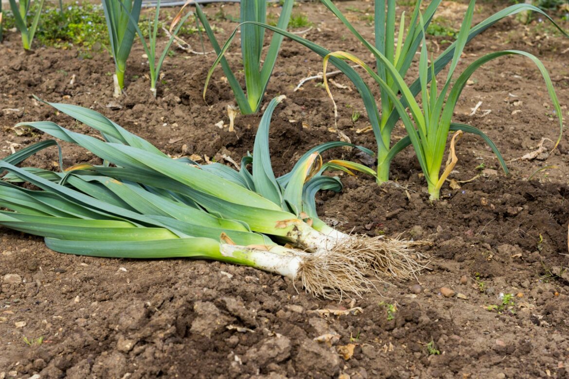 Quand semer le poireau en 2022 ?