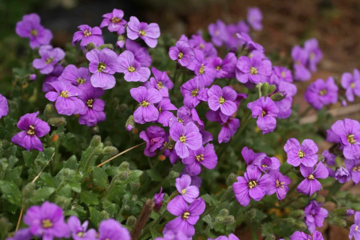 Quand semer les graines d Aubriète ?