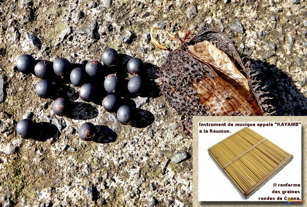 Quand semer les graines de canna ?