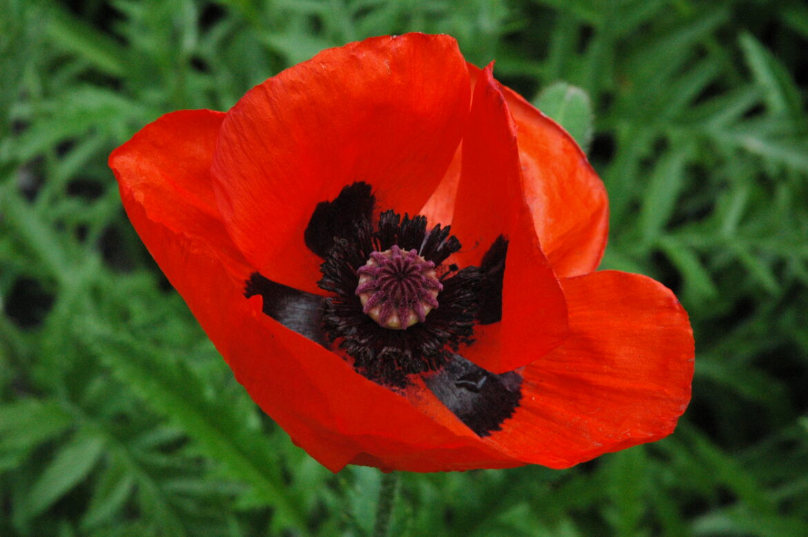 Quand semer les graines de pavot en pleine terre ?