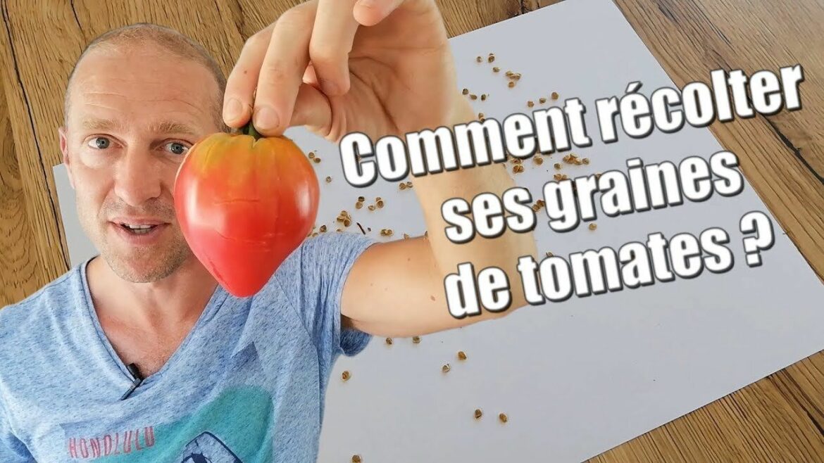 Quand semer les graines de tomates en 2022 ?