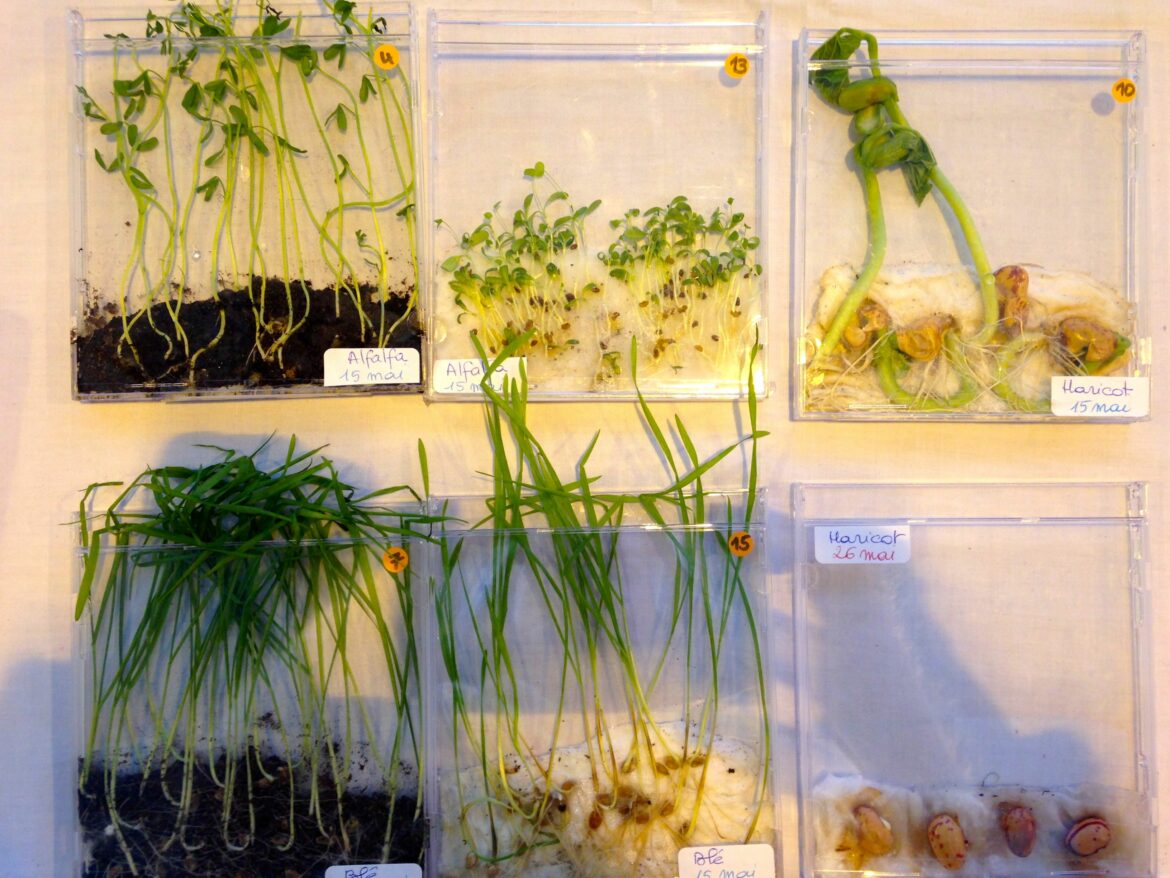 Quand semer les haricots avec la lune 2022 ?