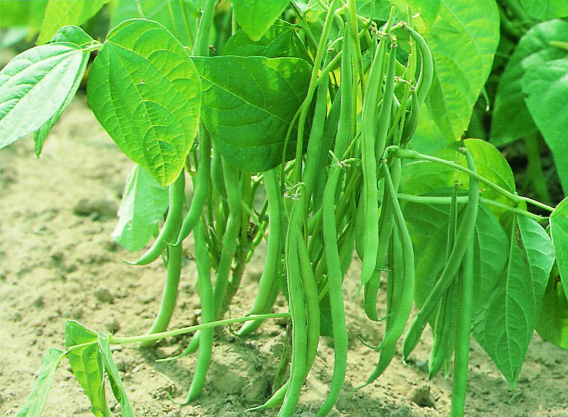 Quand semer les haricots en 2022 ?