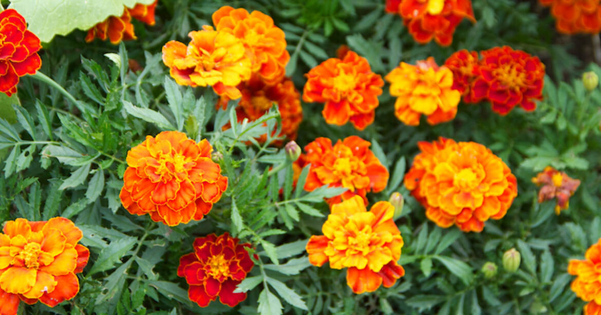 Quand semer les œillets d'Inde en 2022 ?