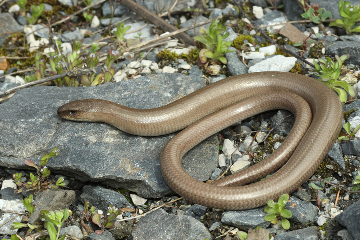 Quand sortent les orvets ?