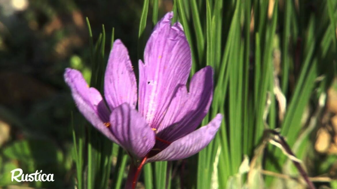 Quand sortir de terre les bulbes de safran ?