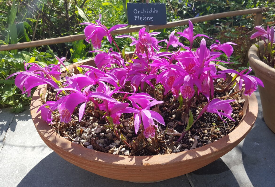 Quand sortir les orchidées au jardin ?