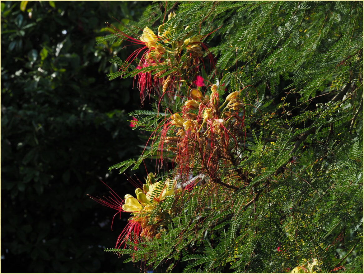 Quand tailler Caesalpinia ?